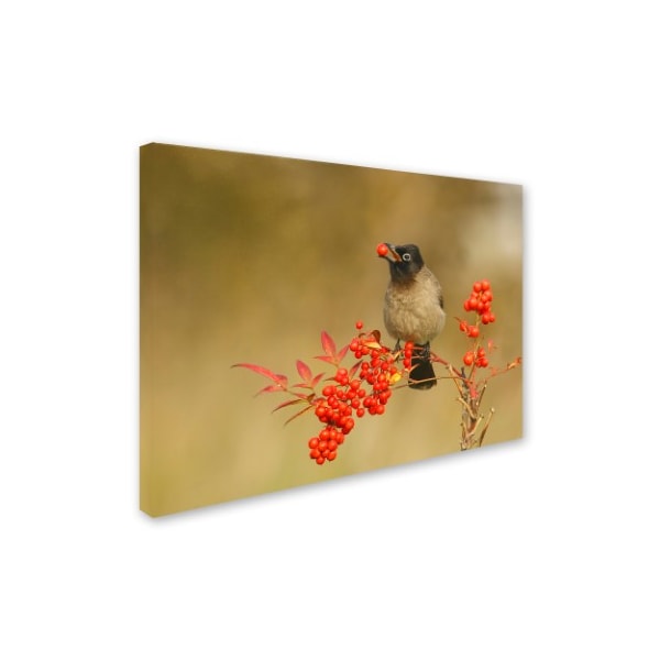 Shlomo Waldmann 'Bulbul With Nandina' Canvas Art,35x47